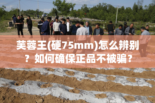 芙蓉王(硬75mm)怎么辨别？如何确保正品不被骗？